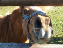 Dröge Flögeln, Pferde und Ponys