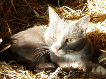 Dröge Flögeln, Unsere Katze