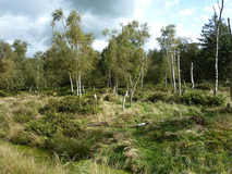 Das Moor am Ortsrand Flögeln