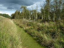Das Moor am Ortsrand Flögeln